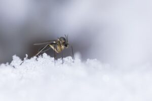 Zanzara d'inverno