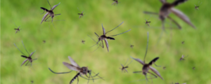 Specie di zanzare in Italia