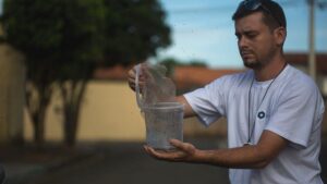 Liberazione zanzare geneticamente modificate contro la zika