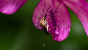 Zanzare e fiori